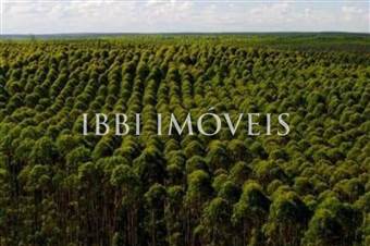 100 Mil Hectares De Eucalipto 
