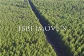100 Mil Hectares De Eucalipto  6