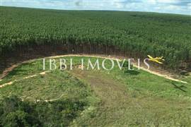 100 Mil Hectares De Eucalipto  3