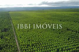 100 Mil Hectares De Eucalipto  2