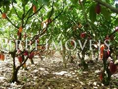 Fazenda de 415 hectares em Camamú 4