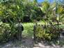 House on a plot of 480m² 4th Beach 9