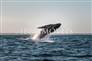 Water Sports Company 2