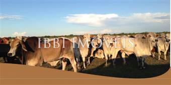 Complete Farm Mato Grosso Sul  3