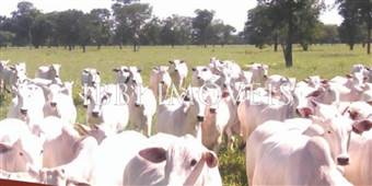 Complete Farm Mato Grosso Sul  8