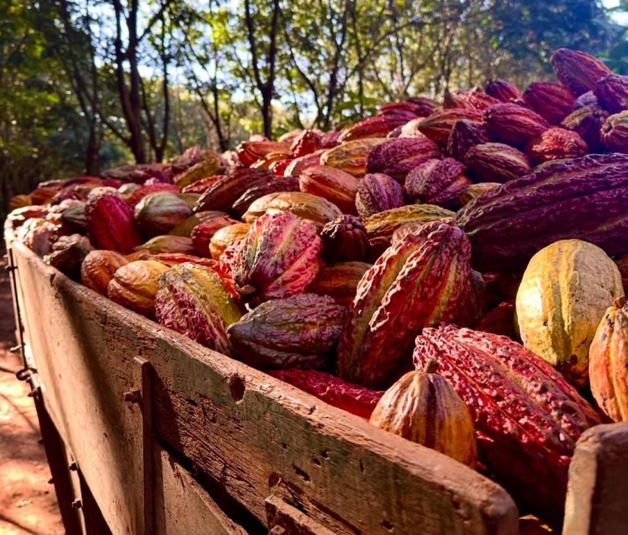 Fazenda De Cacau Oportunidade