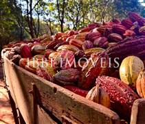 Fazenda De Cacau Oportunidade 1