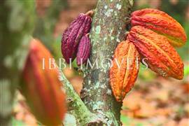 Fazenda De Cacau Oportunidade 5