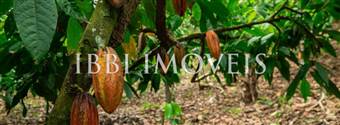 Fazenda De Cacau Sul Da Bhaia  5