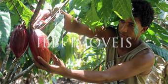 Fazenda De Cacau Sul Da Bhaia  7