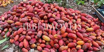 Fazenda De Cacau Sul Da Bhaia  10