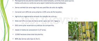 Fazenda De Cana De Acucar  8