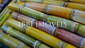 Sugar Cane Farm 