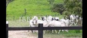 Fazenda De Pasto Para Gado  2