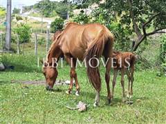 Spectacular 10Ha Sea View Farm 10