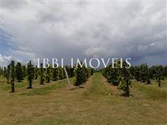 Spectacular 10Ha Sea View Farm 9