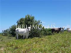 Spectacular 10Ha Sea View Farm 13
