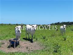 Spectacular 10Ha Sea View Farm 15