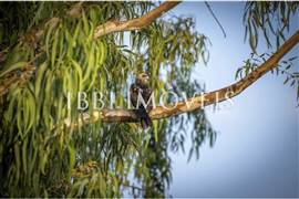 Fazenda Mista De Laranja Eucalipto E Laranja  1