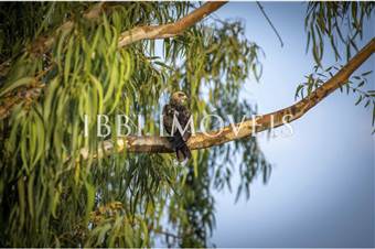 Fazenda Mista De Laranja Eucalipto E Laranja 