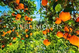 Fazenda Mista De Laranja Eucalipto E Laranja  2