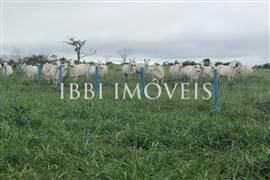 Fazenda Pecuária 1.500 Cabeças Gado 7