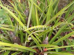 Oportunidade! Terreno Com 500M² Com Casa 1/4 13