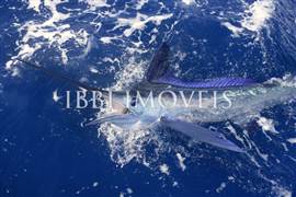 Pe Na Areia Oasis Em Santo Andre 3