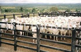 Excellent cattle farm with 663hectares only 280 km from Salvador 1
