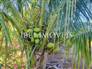 3,000m² Land Full of Fruit Trees  1