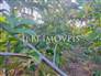 3,000m² Land Full of Fruit Trees  2