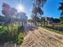 3,000m² Land Full of Fruit Trees  5