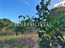 3,000m² Land Full of Fruit Trees  7