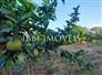 3,000m² Land Full of Fruit Trees  9