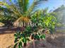3,000m² Land Full of Fruit Trees  10