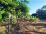 3,000m² Land Full of Fruit Trees  12