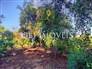 3,000m² Land Full of Fruit Trees  13