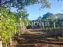 3,000m² Land Full of Fruit Trees  14