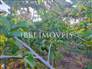 3,000m² Land Full of Fruit Trees  15